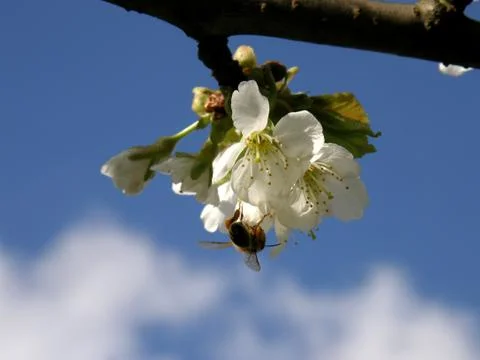 Bee on a cherry flower Stock Photos