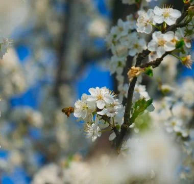 Bee on cherry flower Stock Photos