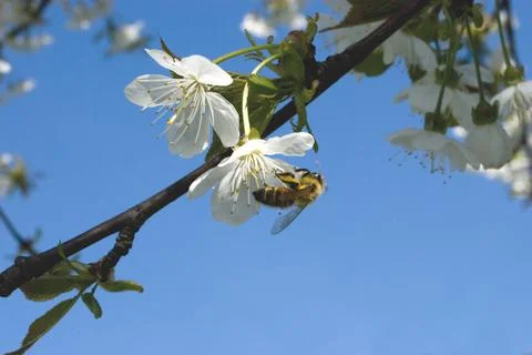 Bee on Cherry flowers Stock Photos