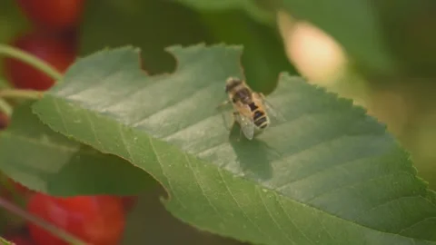 Bee on a cherry leaf Stock Footage 146688081