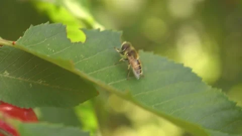 Bee on a cherry leaf Stock Footage 146688090