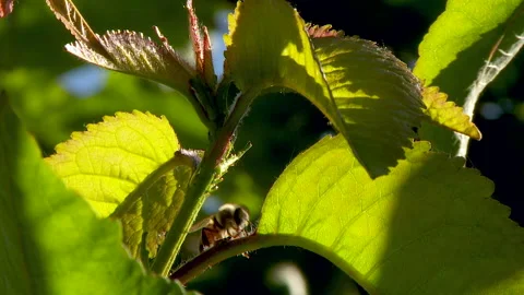 Bee in cherry tree branch eating nectar Stock Footage 130757817