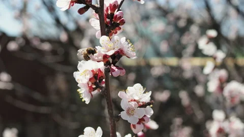 Bee on cherry tree. Cherry branch with flowers in spring bloom. Stock Footage 129501866
