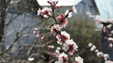Bee on cherry tree. Cherry branch with flowers in spring bloom. A buzzing bee is Stockbeeldmateriaal 129542019