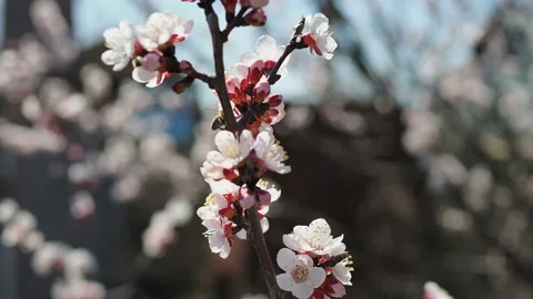 Bee on cherry tree. Cherry branch with flowers in spring bloom. A buzzing bee is Stock Footage 129542120
