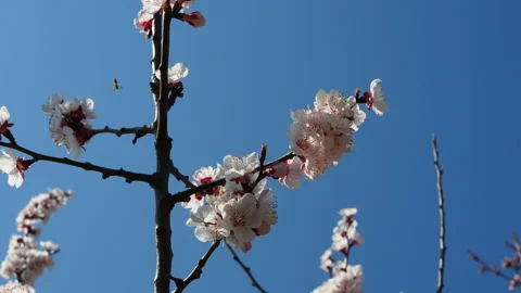 Bee on cherry tree. Cherry branch with flowers in spring bloom. A buzzing bee is Video stock 129769619