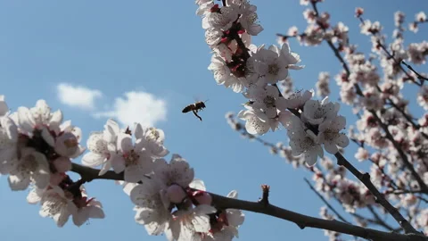 Bee on cherry tree. Cherry branch with flowers in spring bloom. A buzzing bee is 스톡 동영상 129770025