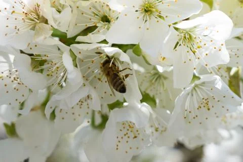 Bee in cherry tree white flowers. Blossoming cherry tree branch. Stockfoto's