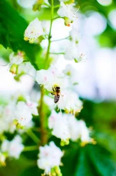 Bee on chestnut tree flowers Stock Photos