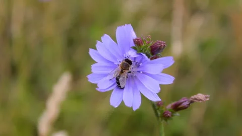 Bee on Chicory flower Stock Footage 114989262