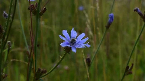Bee on chicory flower Stock Footage 138397344