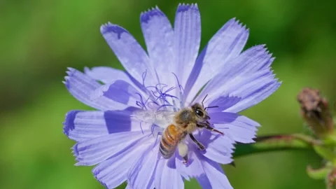 A bee on a chicory flower Stock Footage 323444246