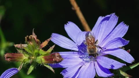 A bee on a chicory flower Stock Footage 323444524