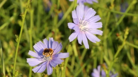 Bee on chicory Stock Footage 148431540