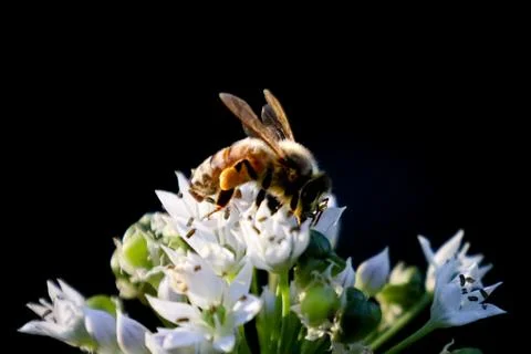 Bee on chive flower 스톡 사진