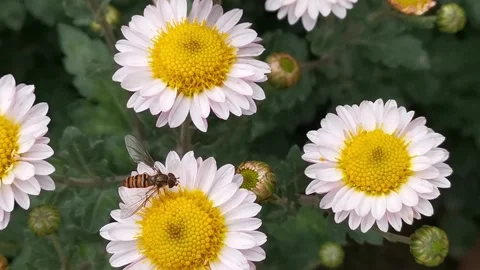 Bee on chrysanthemum close-up collecting nectar top view. Stock Footage 141507589