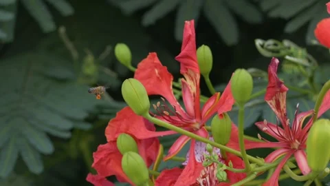 Bee circles Delonix regia blossoms on flame tree branches, moving among vivid Stock Footage 345654575