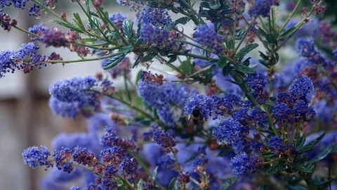 Bee clambers across plant Stock Footage 118324157