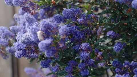 Bee clambers on purple plant Stock Footage 118323155