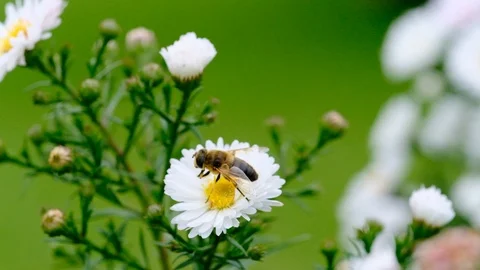 Bee cleaning head and flying dscf3625 HD Stock Footage 94516491