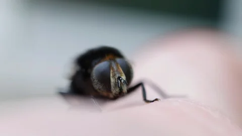 Bee cleaning head on human hand finger,  close up macro insect Stock Footage
