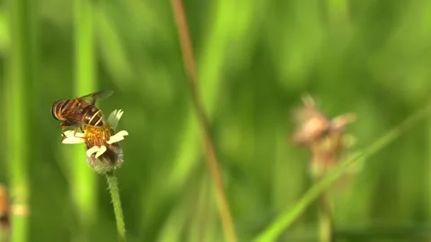 Bee cleaning off pollen Video stock 295325706