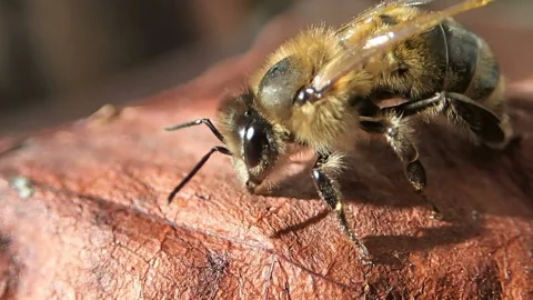 Bee cleans his body Stock Footage 125336171