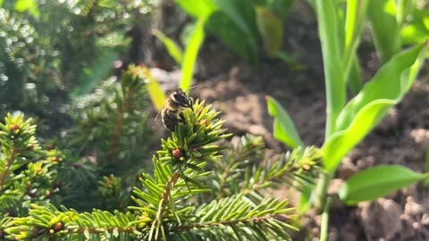 Bee cleans his proboscis with his paws on a pine tree. Stock Footage 242437618