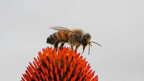 Bee cleans its proboscis from nectar, slow motion Stock Footage 303701074