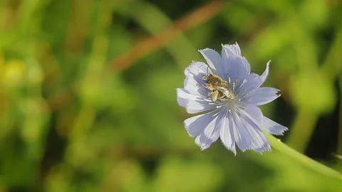 Bee cleans itself on chicory flower. Stock Footage 102741581