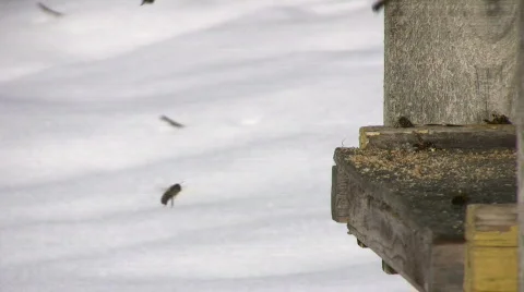 Bee cleansing flight Stock Footage 645819