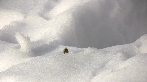 Bee cleansing flight Stock Footage 645841