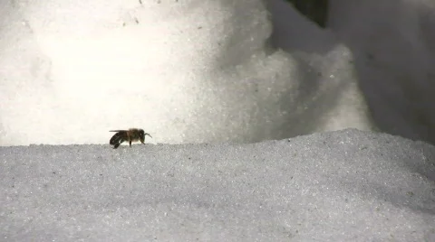 Bee cleansing flight Stock Footage 645863