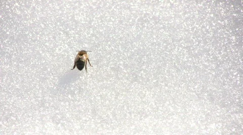 Bee cleansing flight Stock Footage 646986