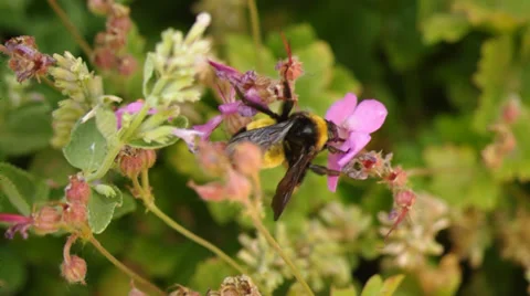 Bee climbing on a flower 2 Stock Footage 37732031