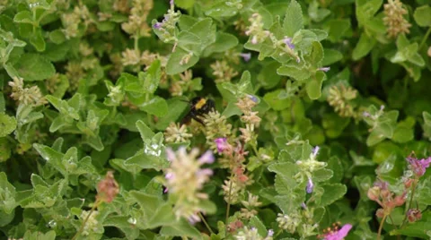 Bee climbing on a flower Stock Footage 37732205