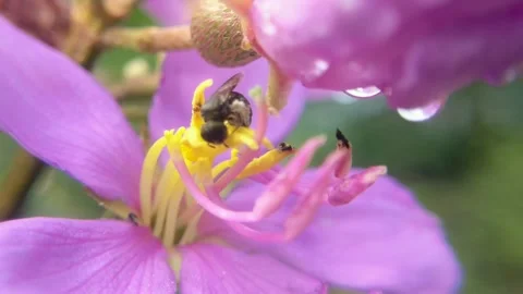 A bee climbing onto a flower Stock Footage 316690471