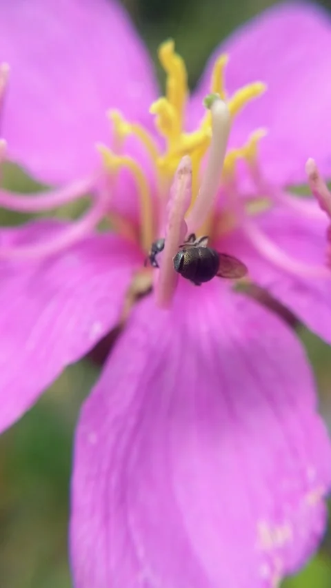 A bee climbing onto a flower Stock Footage 316690858