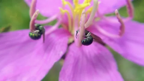 A bee climbing onto a flower Stock Footage 316690869