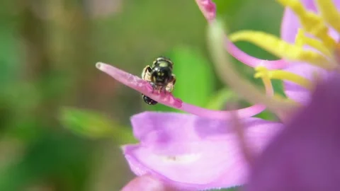 A bee climbing onto a flower Stock Footage 316690870