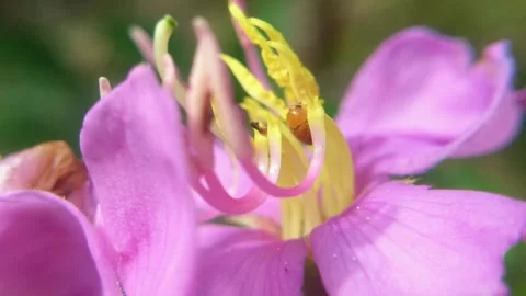 A bee climbing onto a flower Stock Footage 316691544
