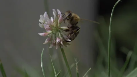 Bee climbing up on a flower Slow motion Stock Footage 141751814