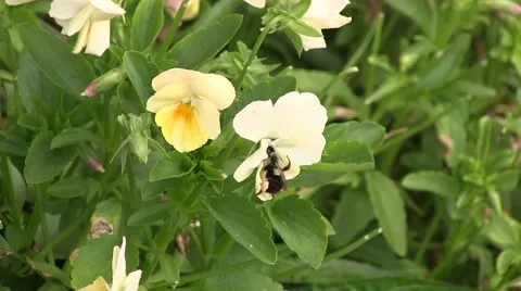 Bee climbing on flower then taking off Stock Footage 46154349