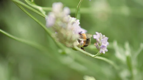 Bee Climbing on Lavender Flowers Stock-Footage 211813985
