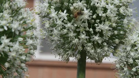 Bee climbing onion bloom in the springtime Stock Footage 76593740