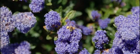 Bee climbing on purple flower Stock Footage 118336793