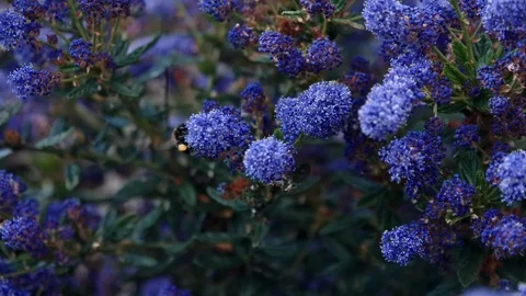 Bee climbs around purple plant Stock Footage