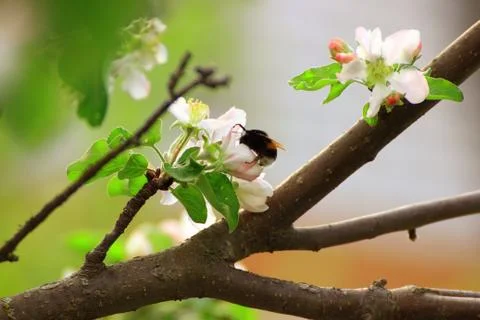 The bee climbs into the flower on the Apple tree Stock Photos
