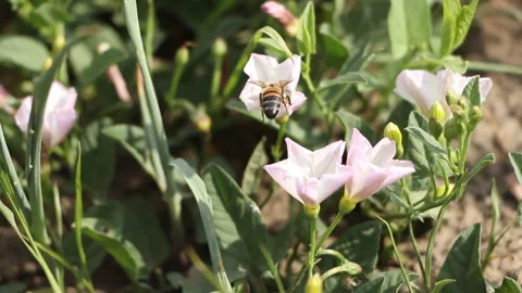 The bee climbs over a flower Stock Footage 243101243