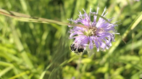 Bee climbs over a flower to get nectar. Video stock 93525783